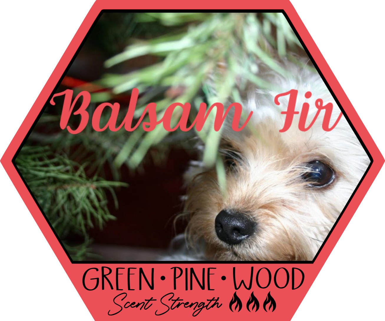 Balsam Fir (Christmas Tree)